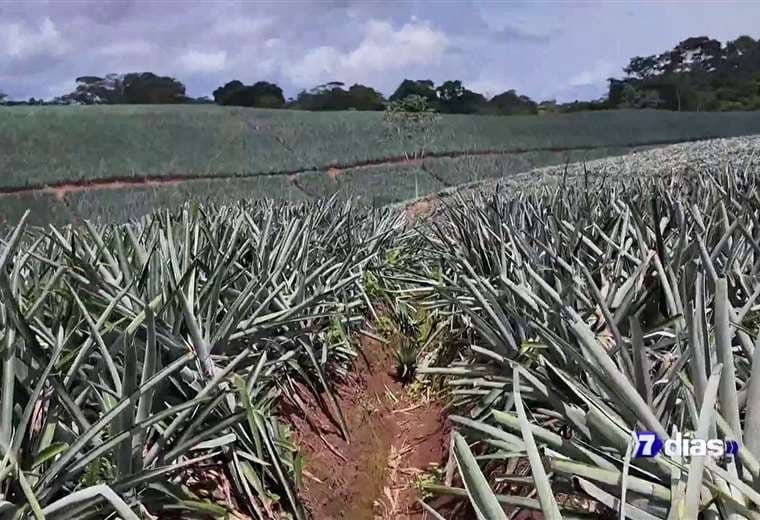 Biomateriales: Cosechado una cultura verde