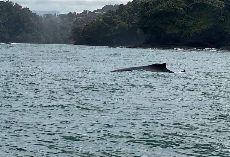 Quepos seduce con el avistamiento de ballenas y tours acuáticos