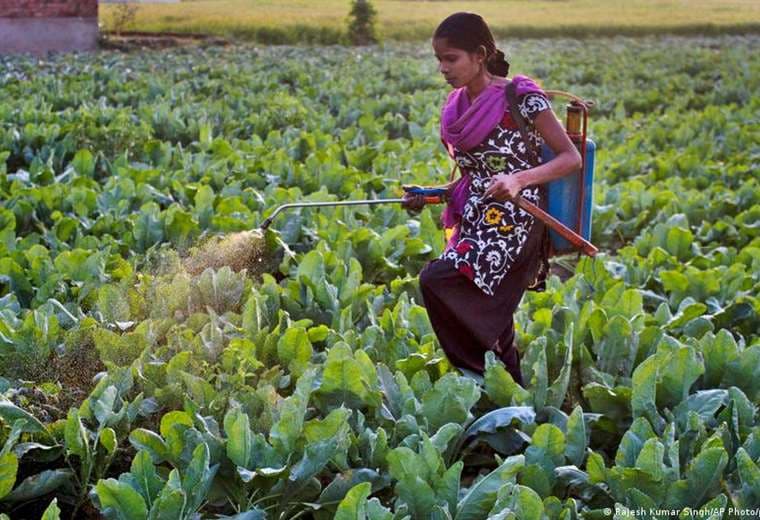 Pesticidas naturales: ¿Una alternativa viable ante las plagas en la agricultura?