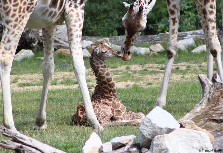 Nace raro ejemplar de jirafa en el zoológico de Berlín