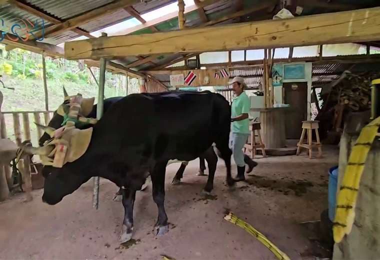 “El trapiche de papá”: un dulce emprendimiento en las alturas de Arancibia